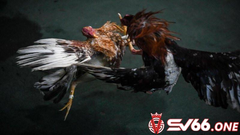 2. Quy trình chuẩn bị và huấn luyện gà đá cựa dao