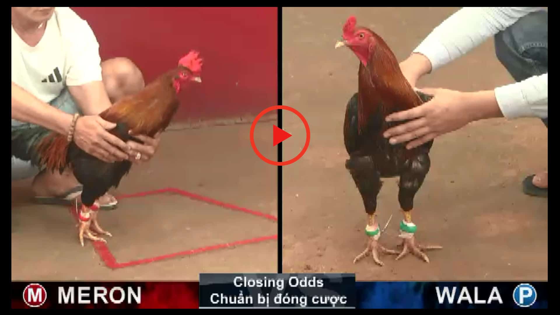 3. Kỹ thuật và chiến thuật trong đá gà cựa dao